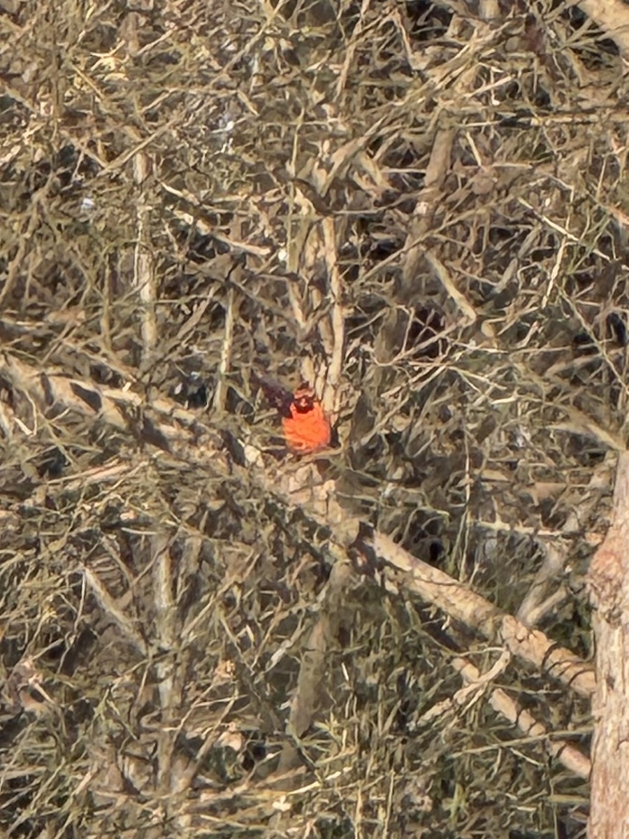 Northern Cardinal - ML646801632