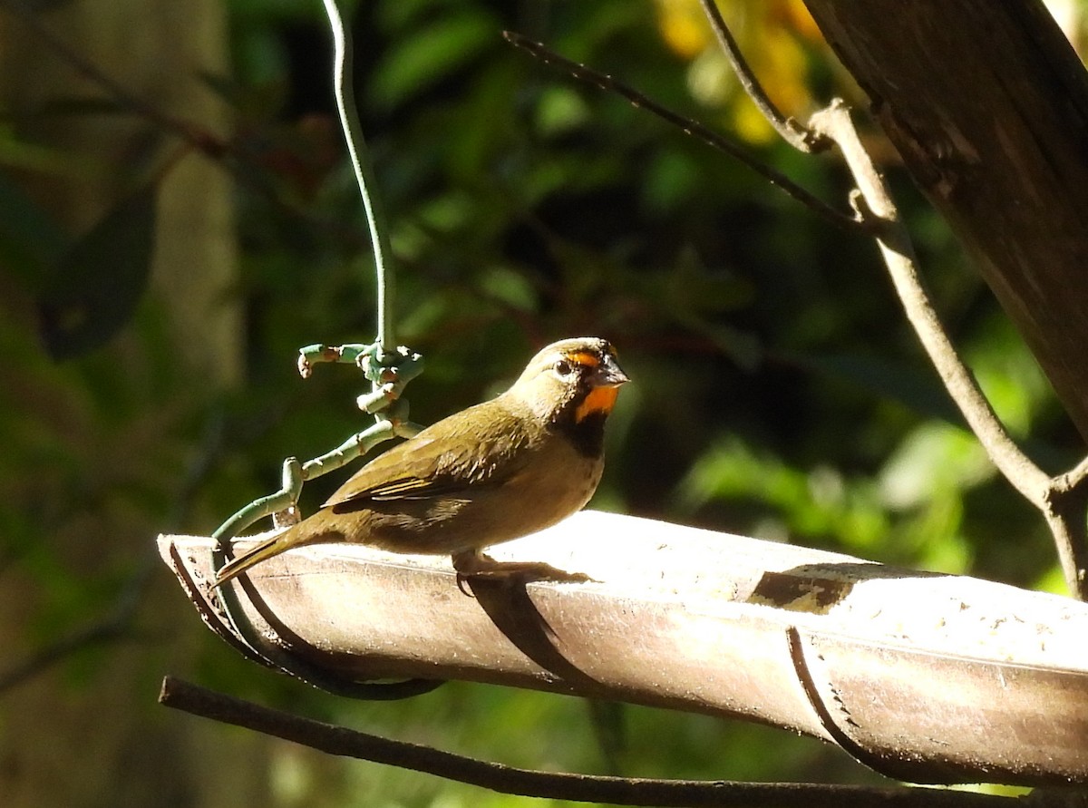 Yellow-faced Grassquit - ML646801633