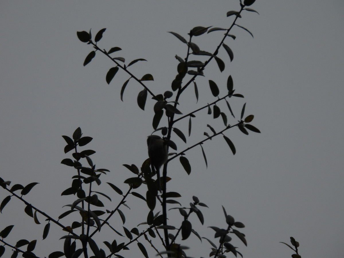 Mito Sastrecillo - ML646801637