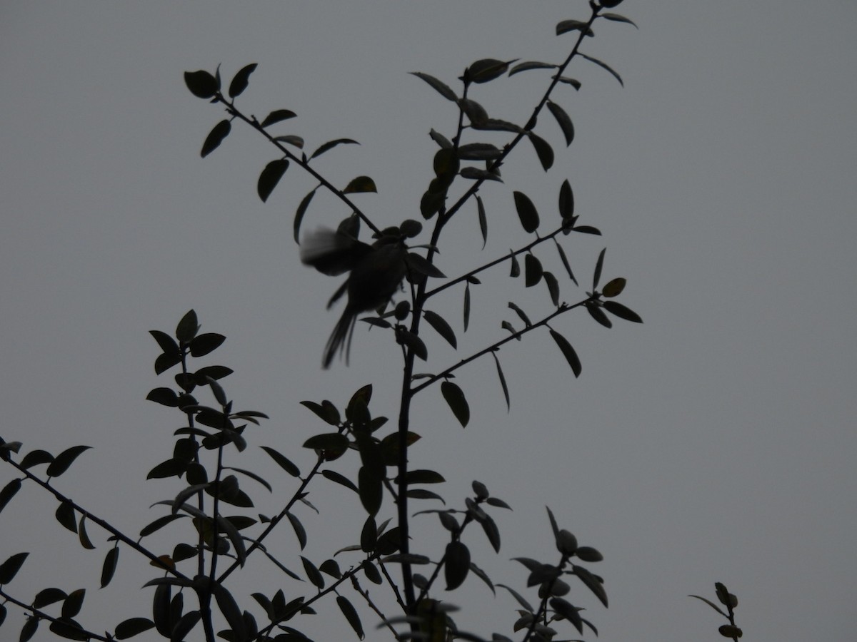 Mito Sastrecillo - ML646801638