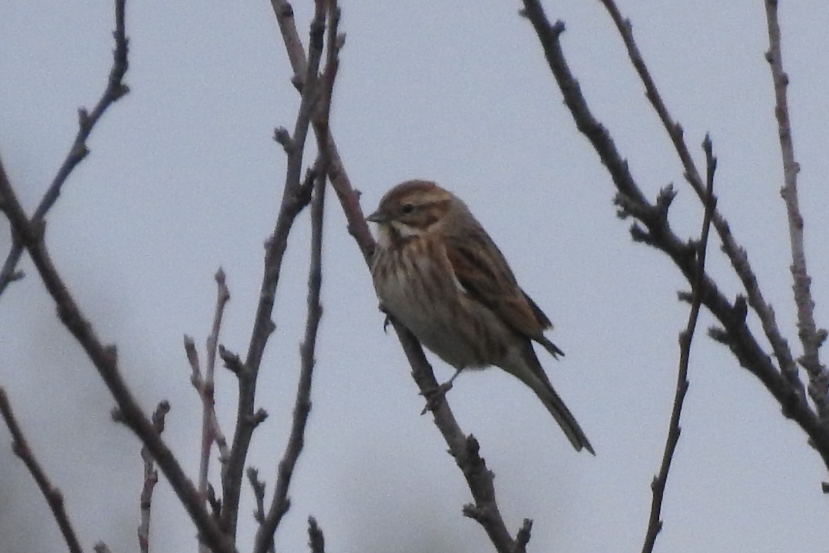 Reed Bunting - ML646801640