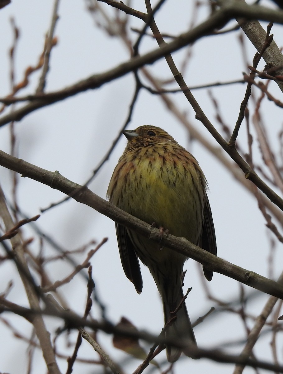 Cirl Bunting - ML646801642