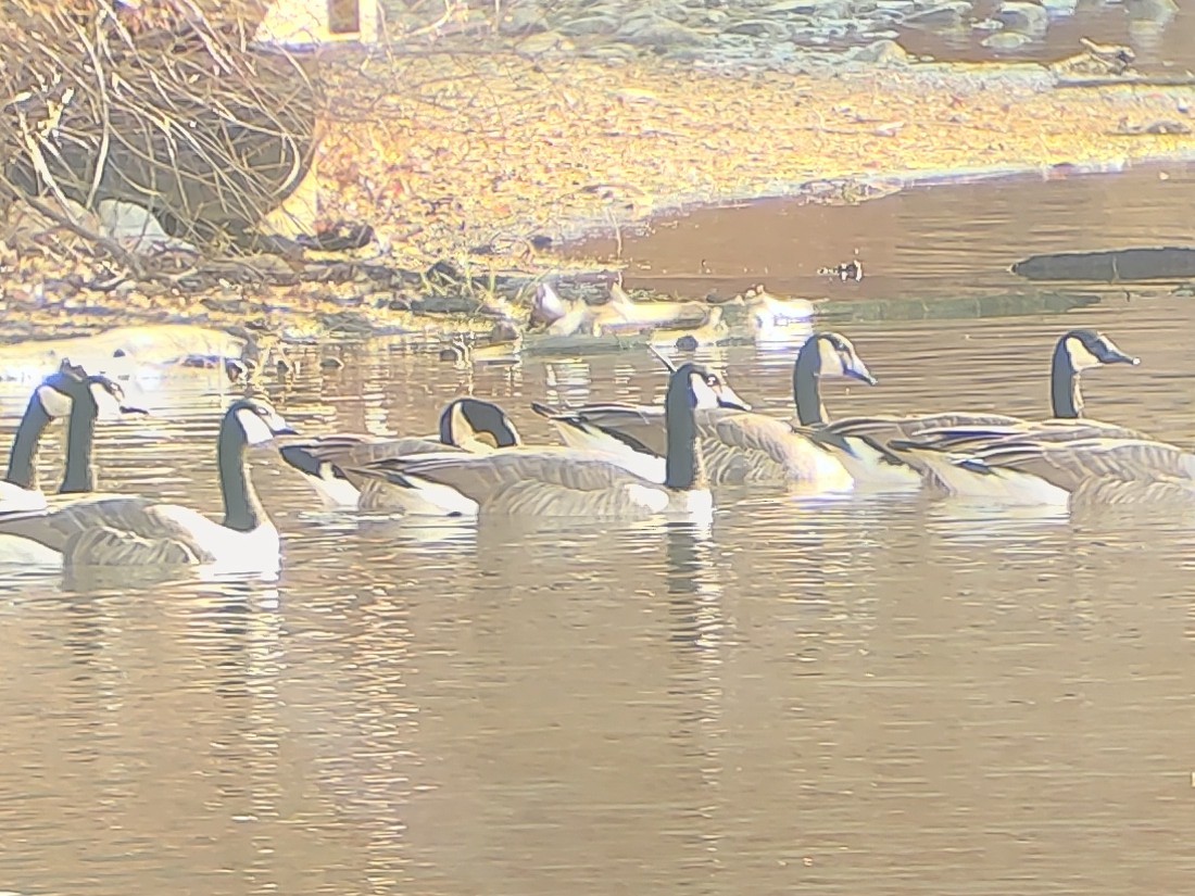 Canada Goose - ML646801644