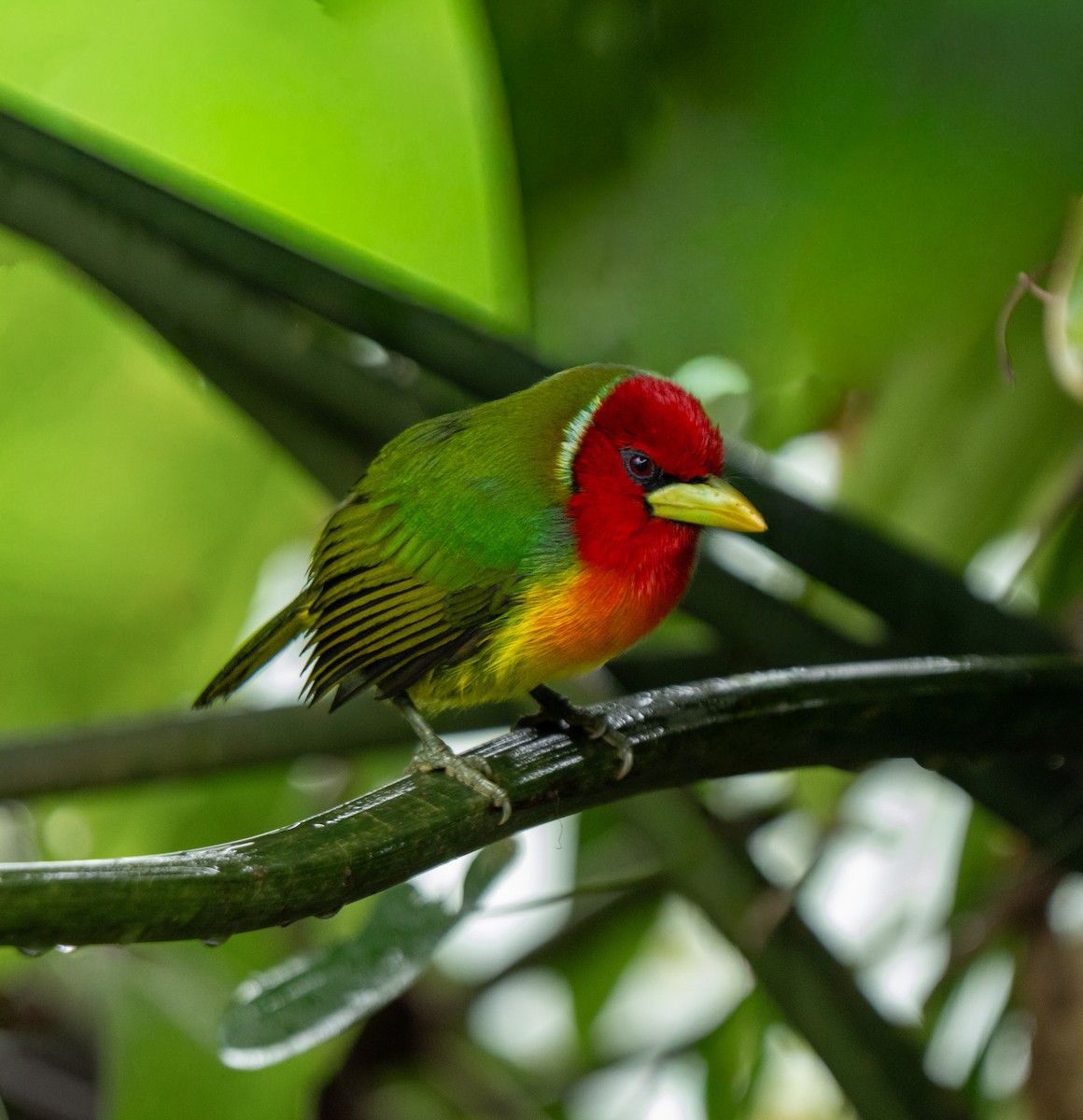 Red-headed Barbet - ML646801646