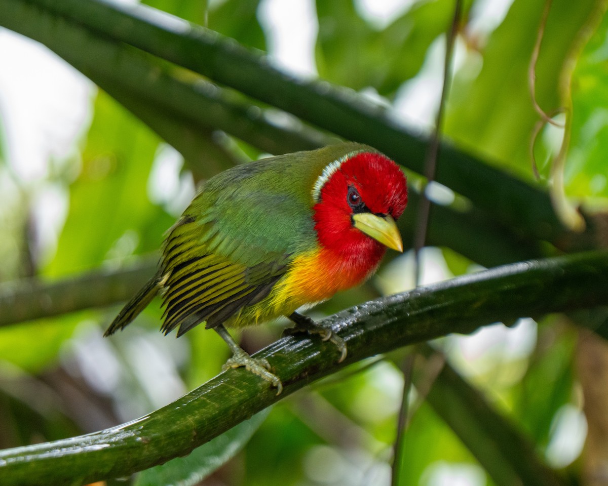 Red-headed Barbet - ML646801647