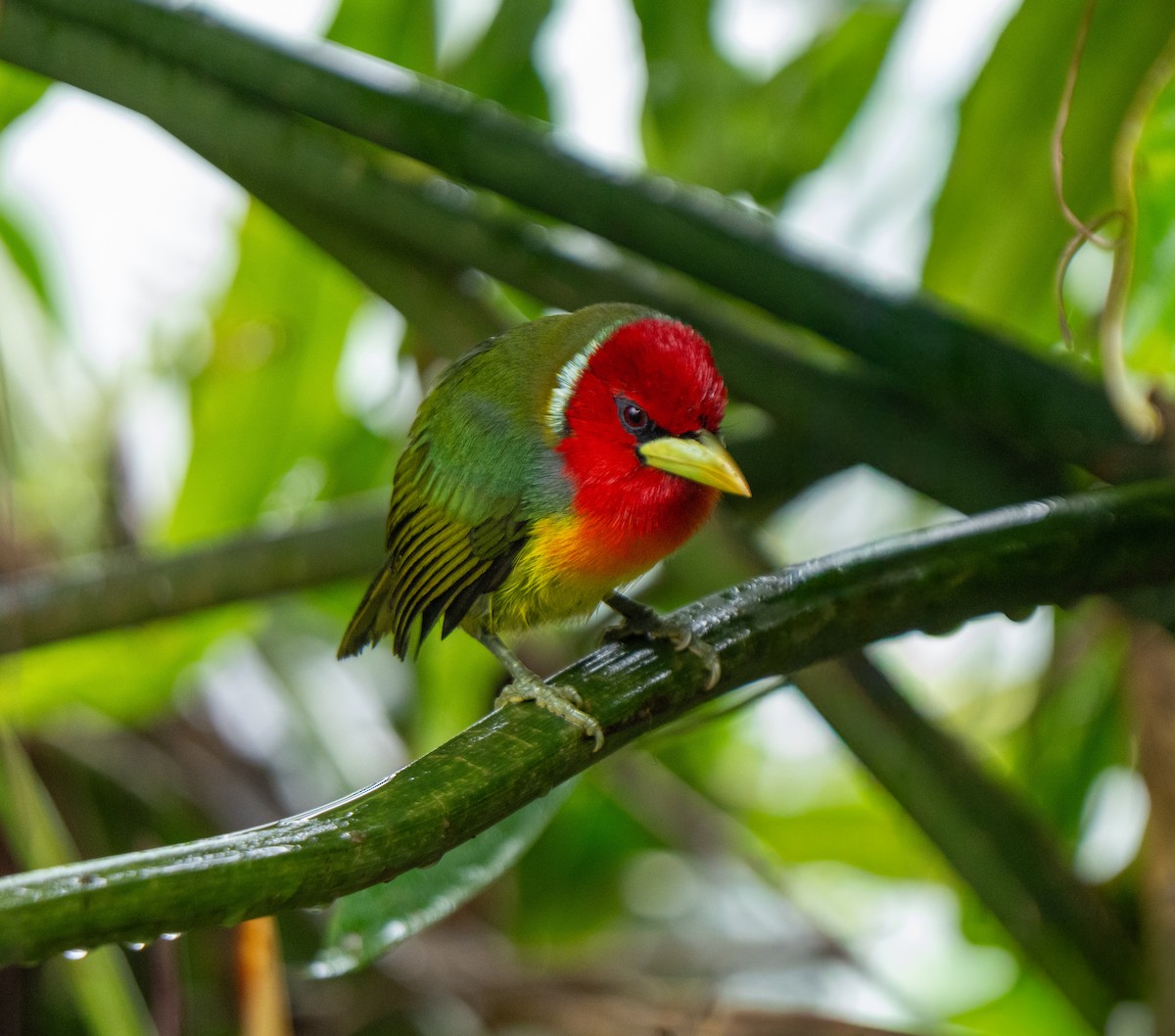 Red-headed Barbet - ML646801648
