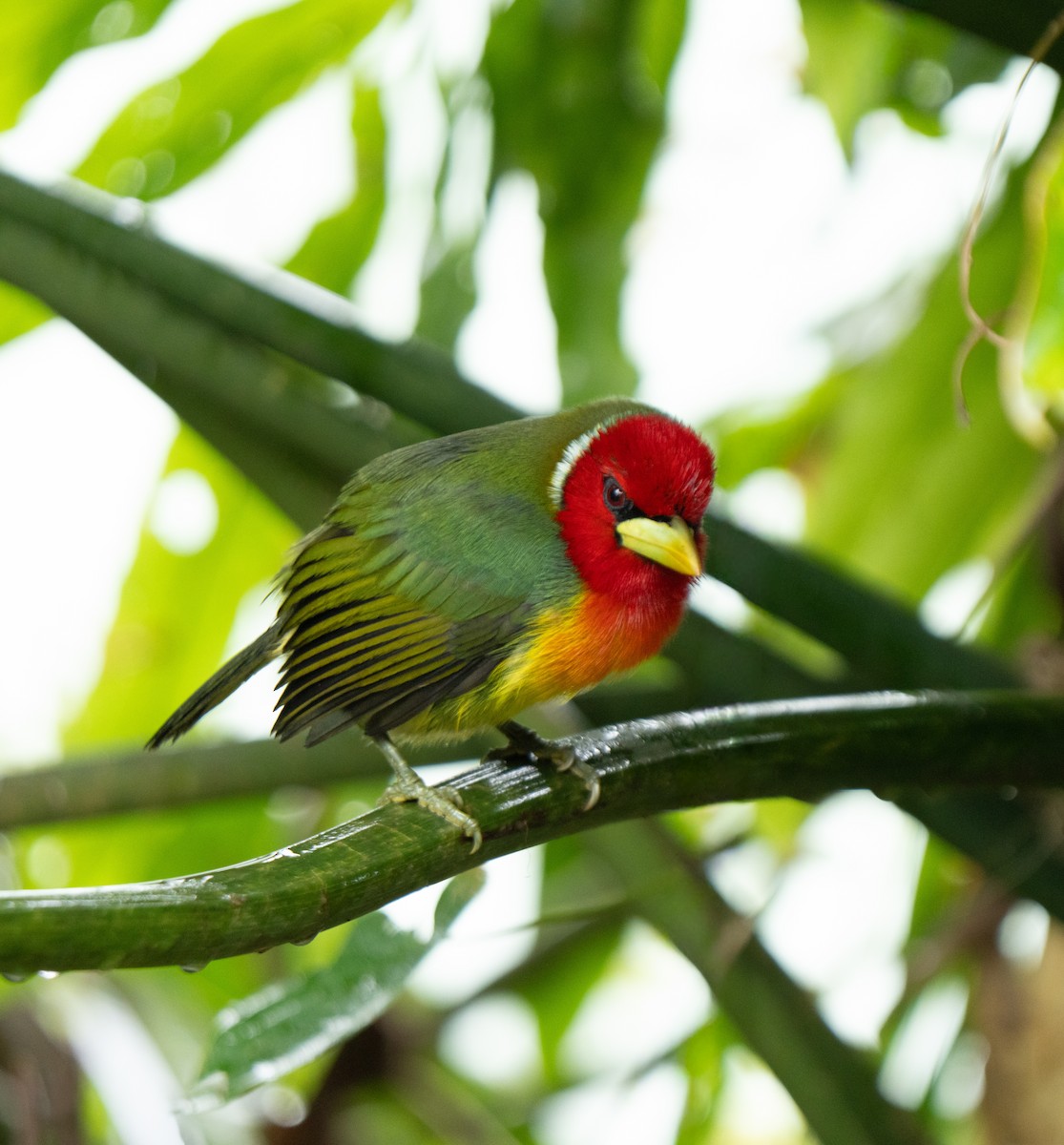 Red-headed Barbet - ML646801649