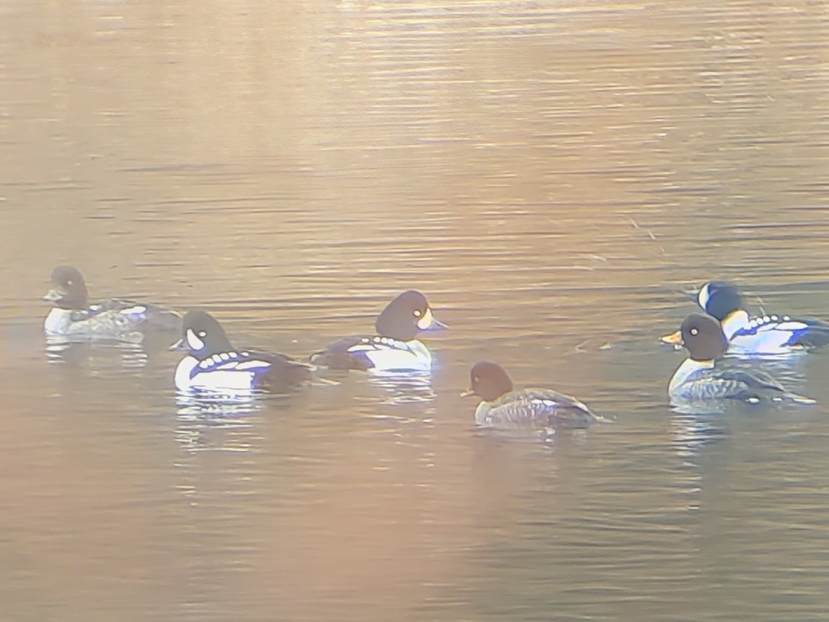 Barrow's Goldeneye - ML646801652