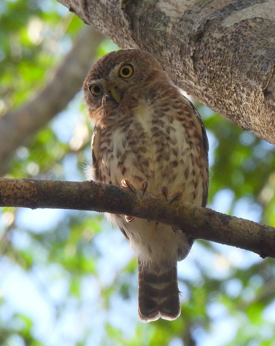 Cuban Pygmy-Owl - ML646801655
