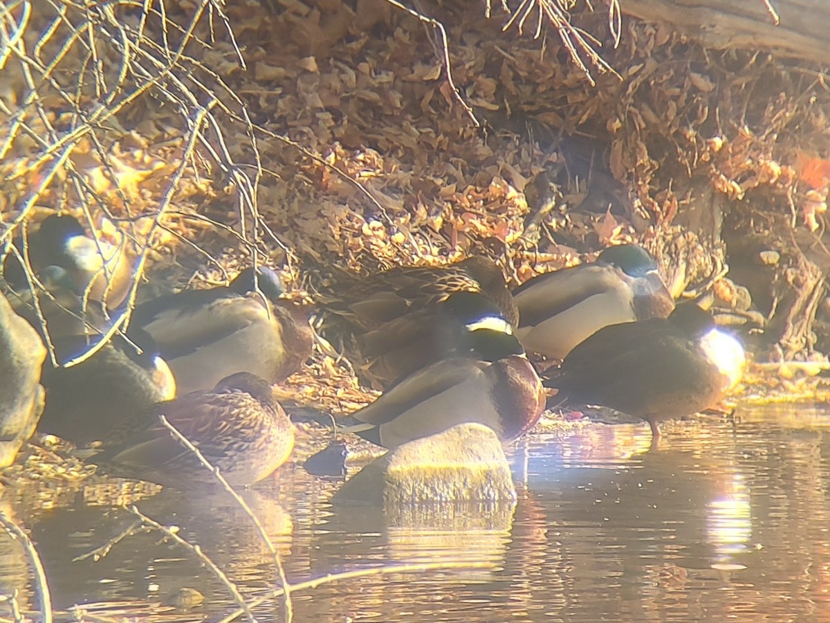 Mallard - ML646801656