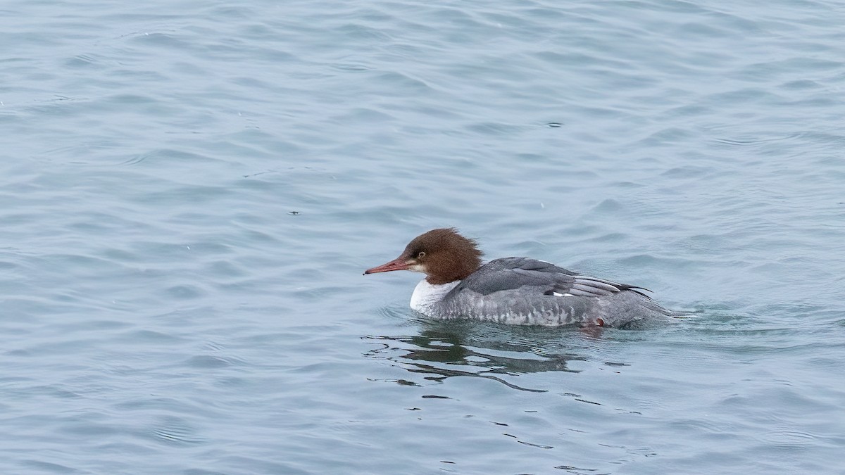 Common Merganser - ML646801657