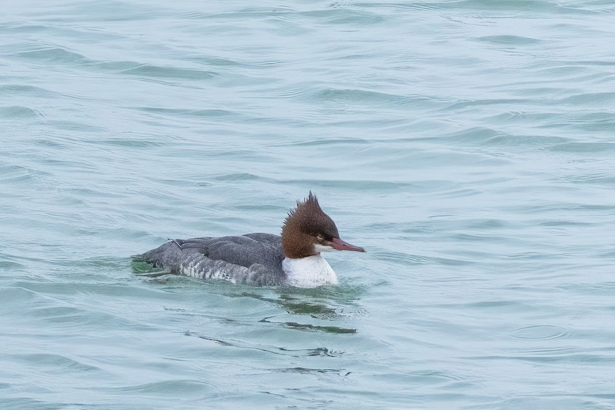 Common Merganser - ML646801658