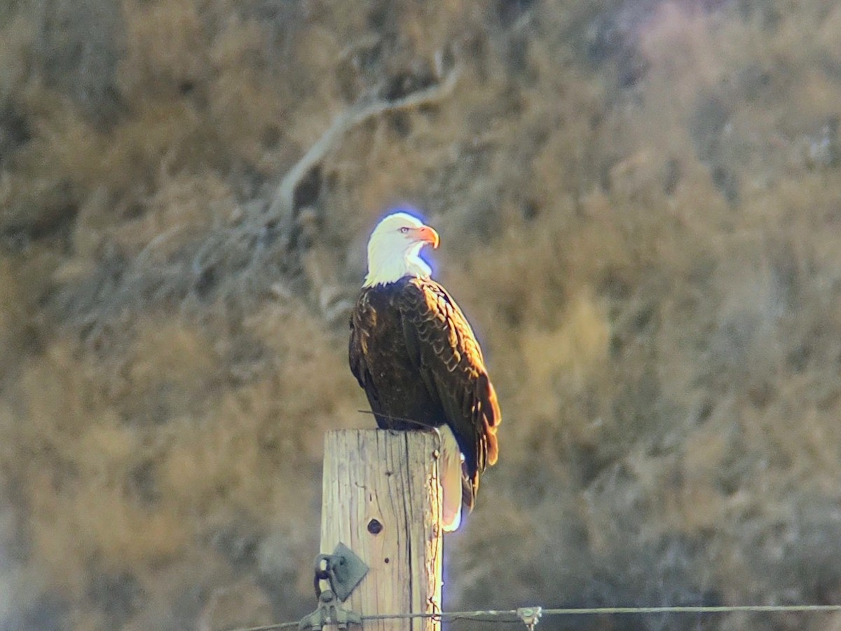 Bald Eagle - ML646801659