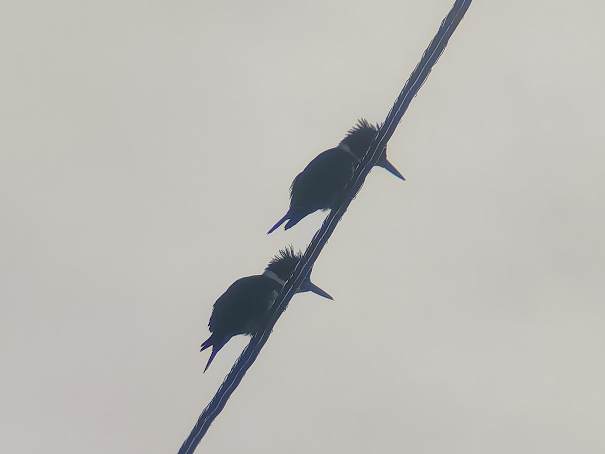 Belted Kingfisher - ML646801662