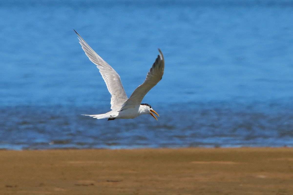 Great Crested Tern - ML646801665