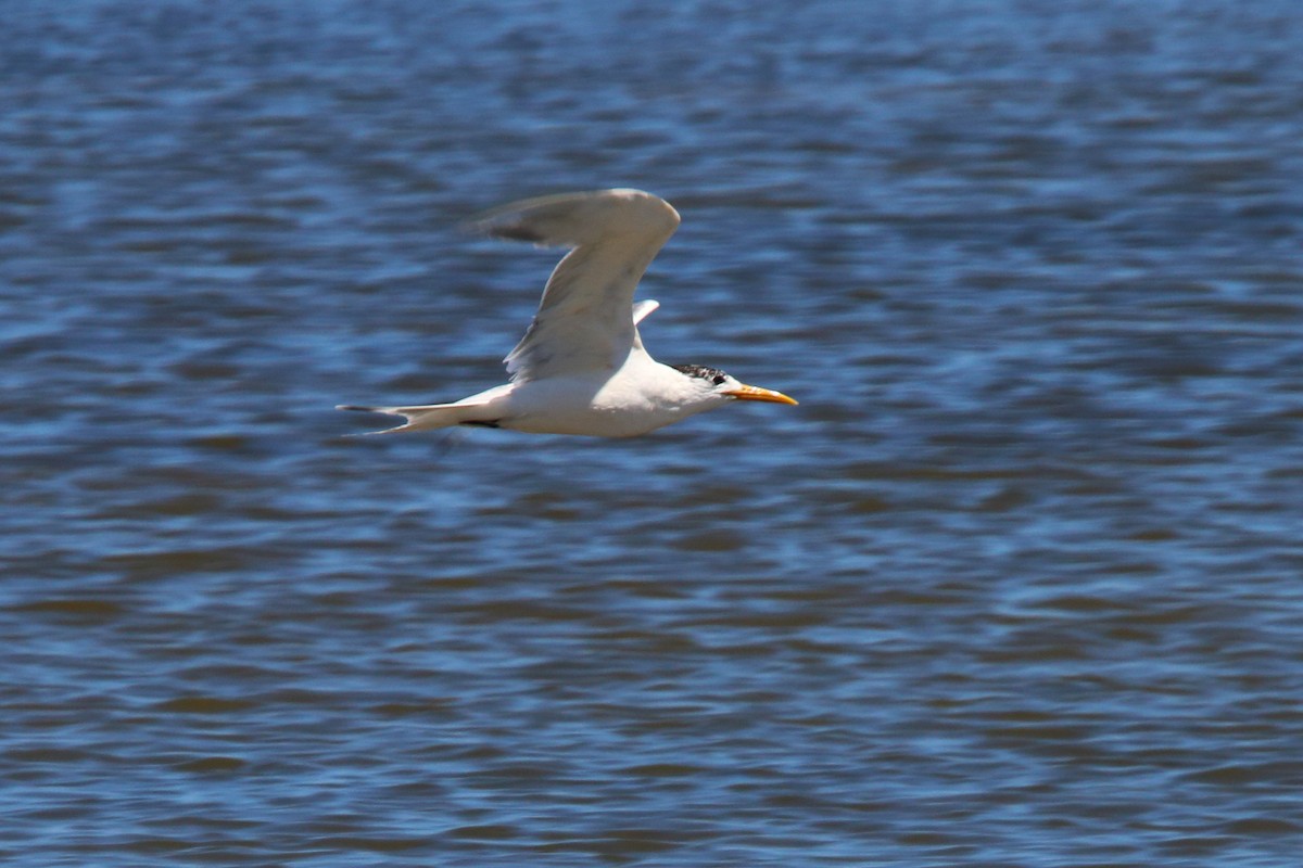 Great Crested Tern - ML646801666