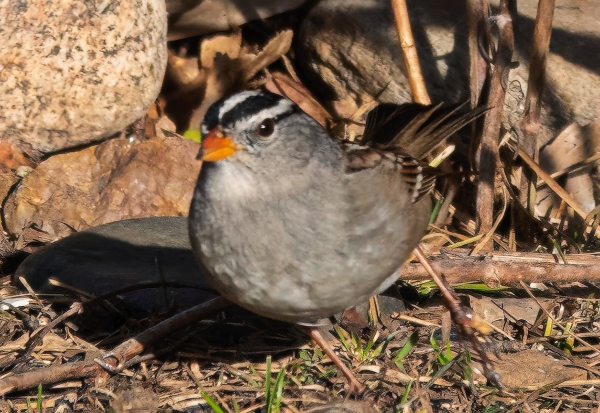 White-crowned Sparrow - ML646801680