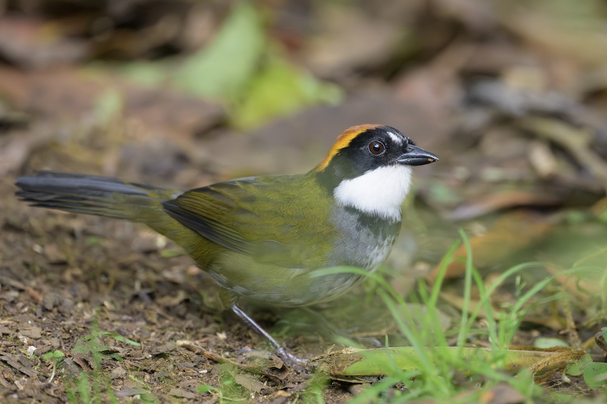 Kahverengi Tepeli Çalı Serçesi - ML646801683