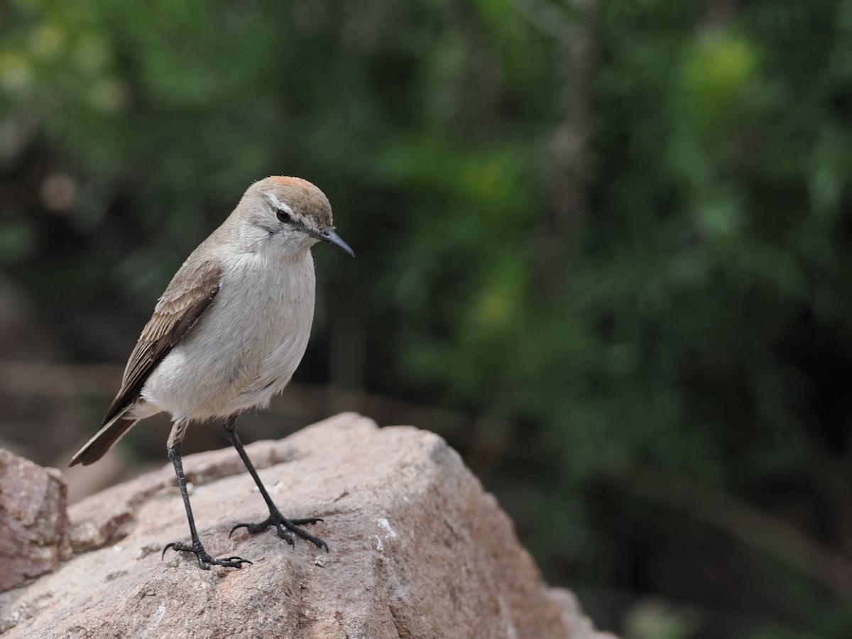 White-browed Ground-Tyrant - ML646801684