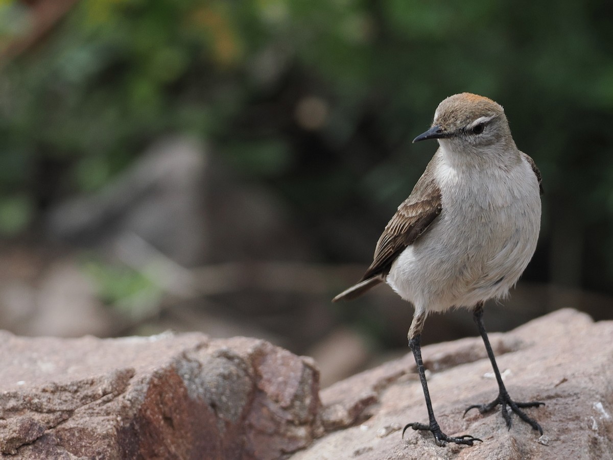 White-browed Ground-Tyrant - ML646801685