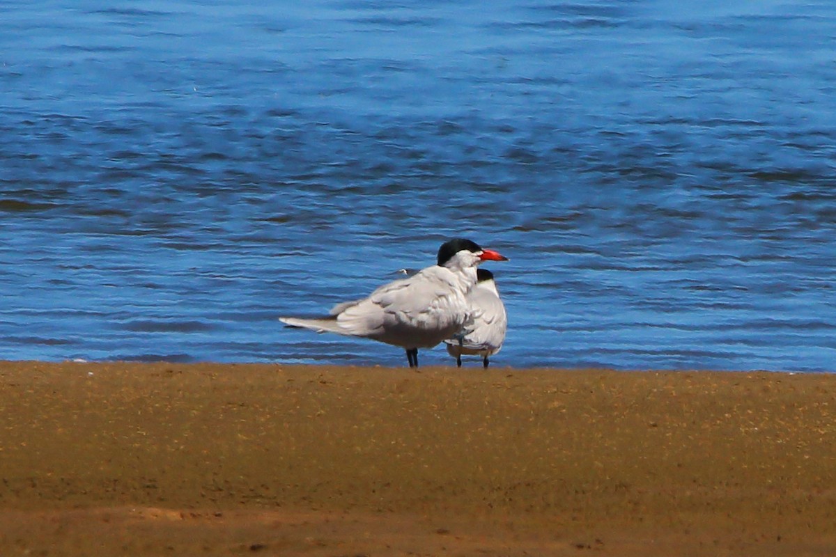 Caspian Tern - ML646801686
