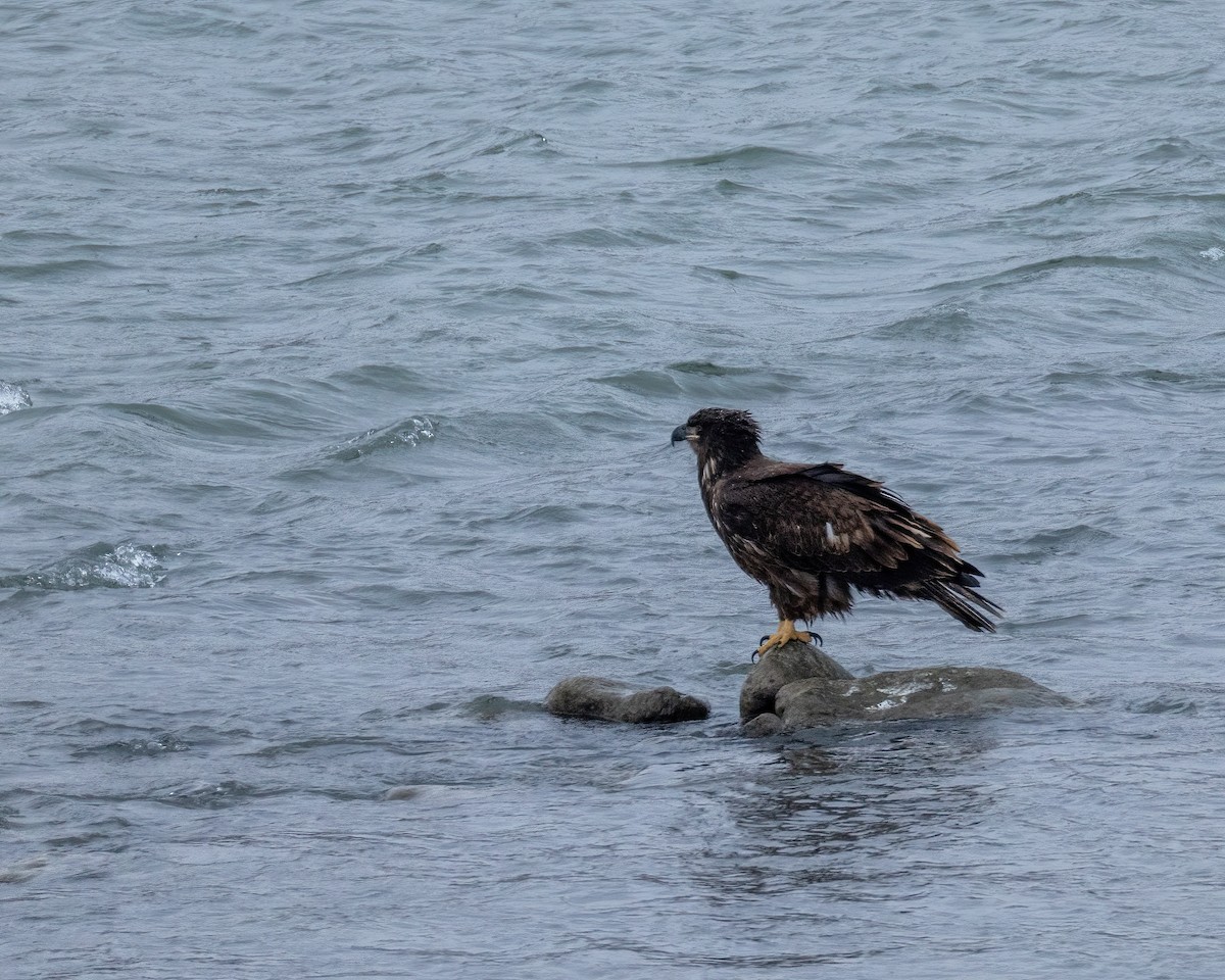 Bald Eagle - ML646801689