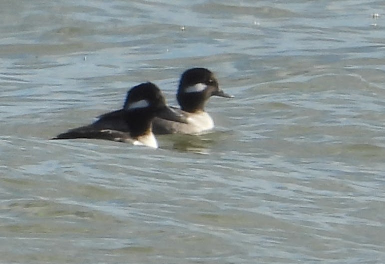 Büffelkopfente - ML646801690