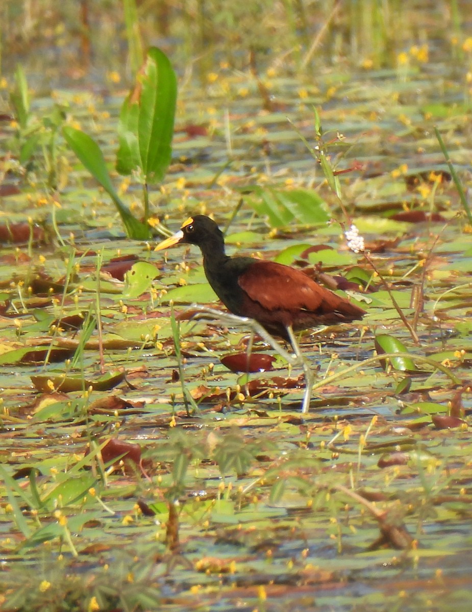 Northern Jacana - ML646801693