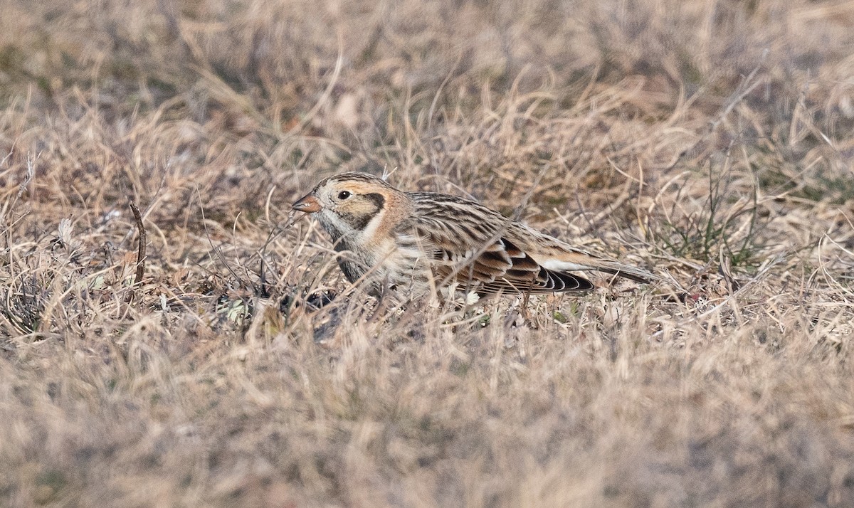 גיבתון לפלנדי - ML646801695