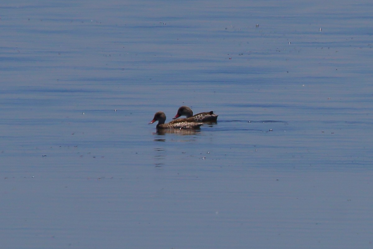 Cape Teal - ML646801696