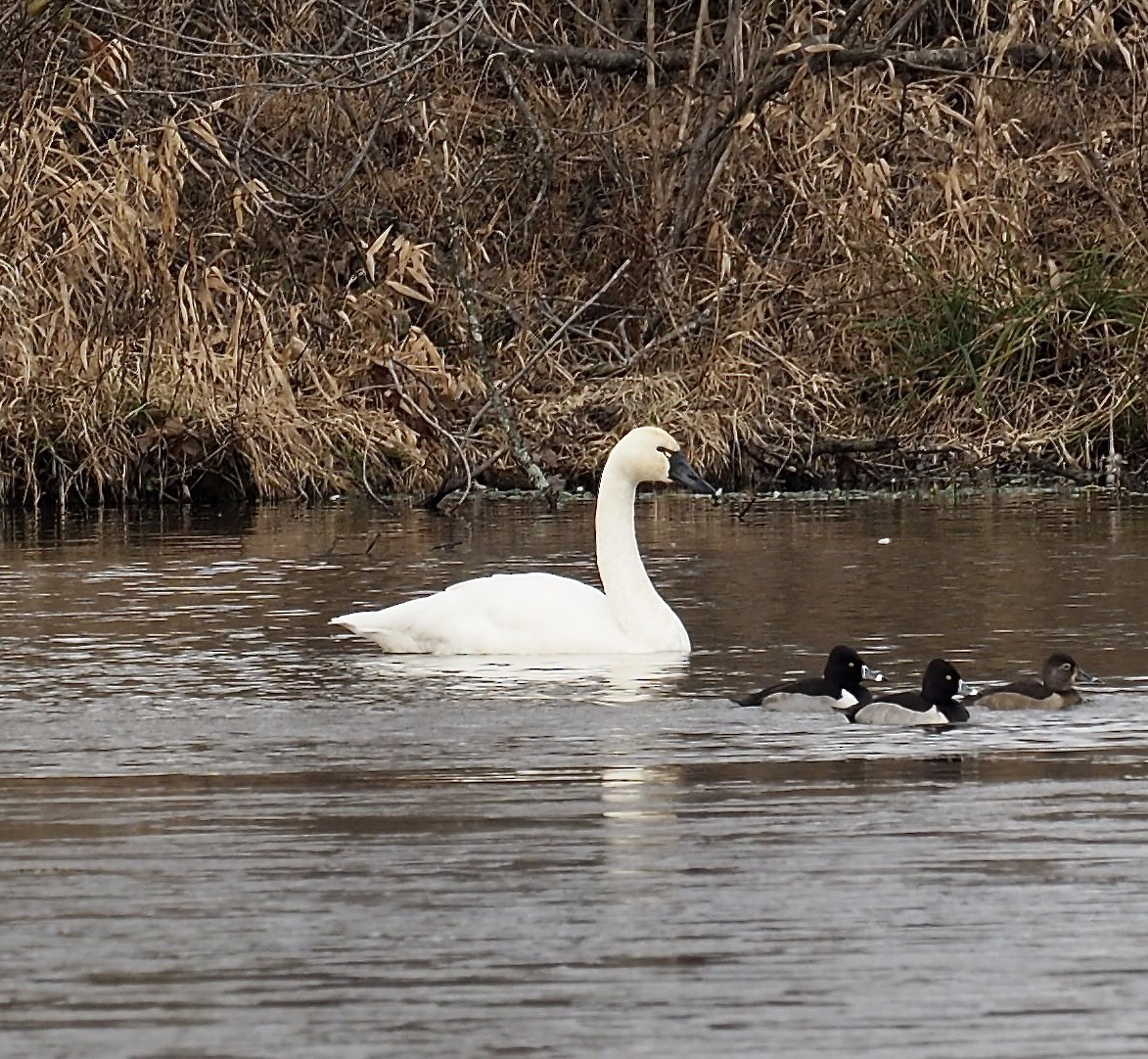 Tundra Swan - ML646801697