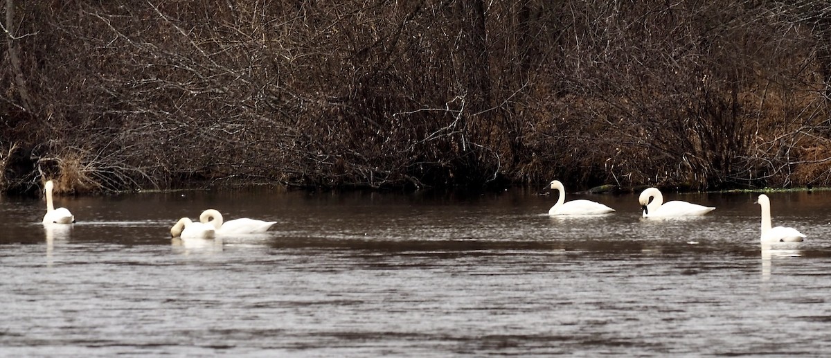 Tundra Swan - ML646801698