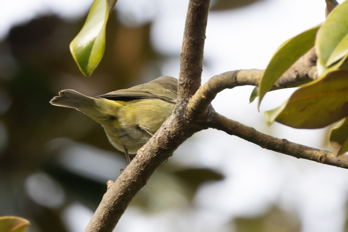 Orange-crowned Warbler - ML646801699