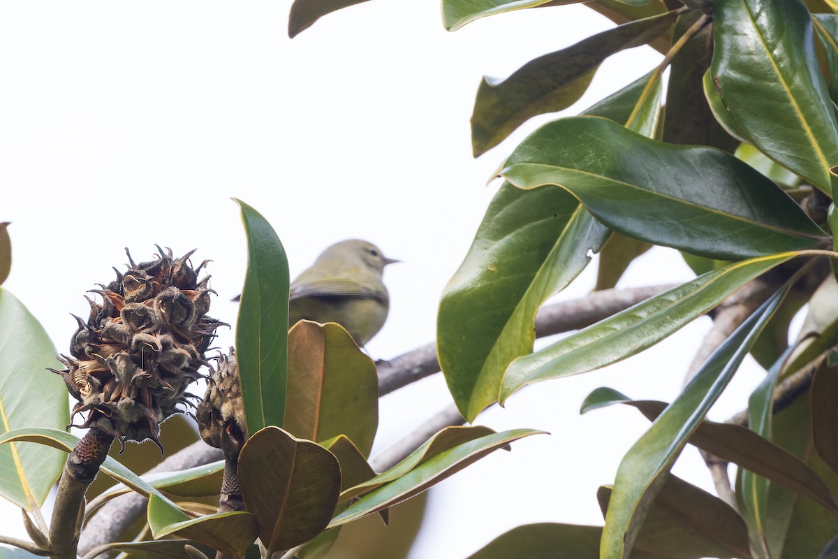 Orange-crowned Warbler - ML646801700