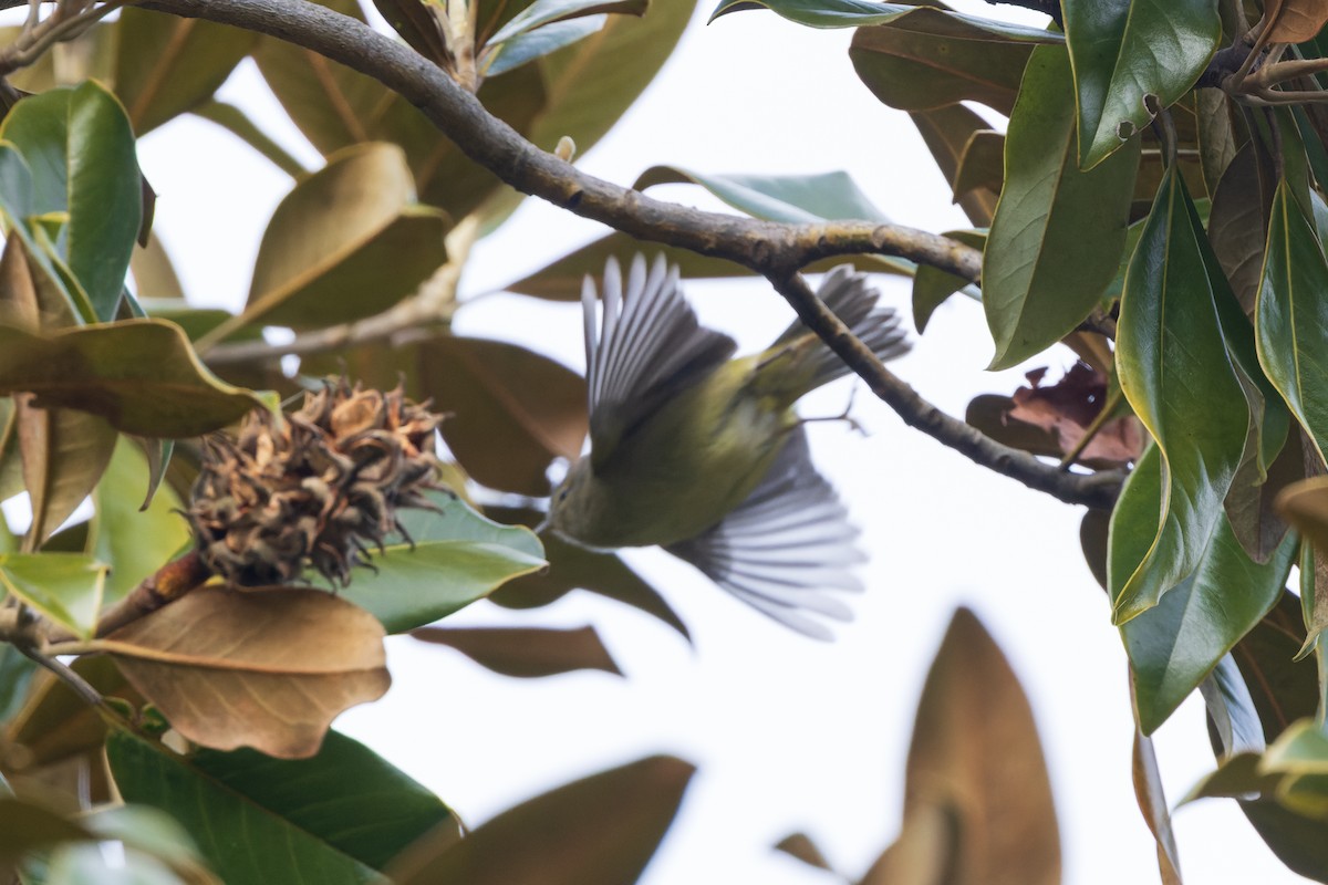 Orange-crowned Warbler - ML646801701