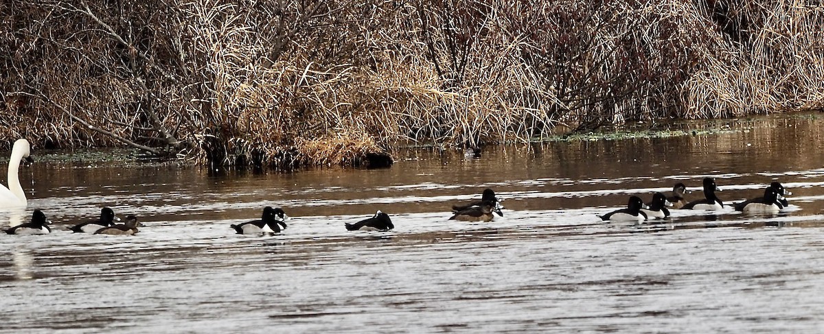 Ring-necked Duck - ML646801707