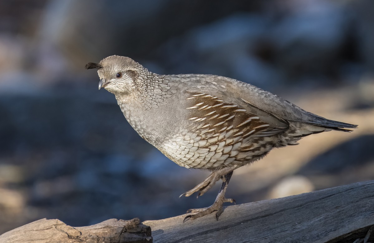 Gambel Kolini - ML646801710