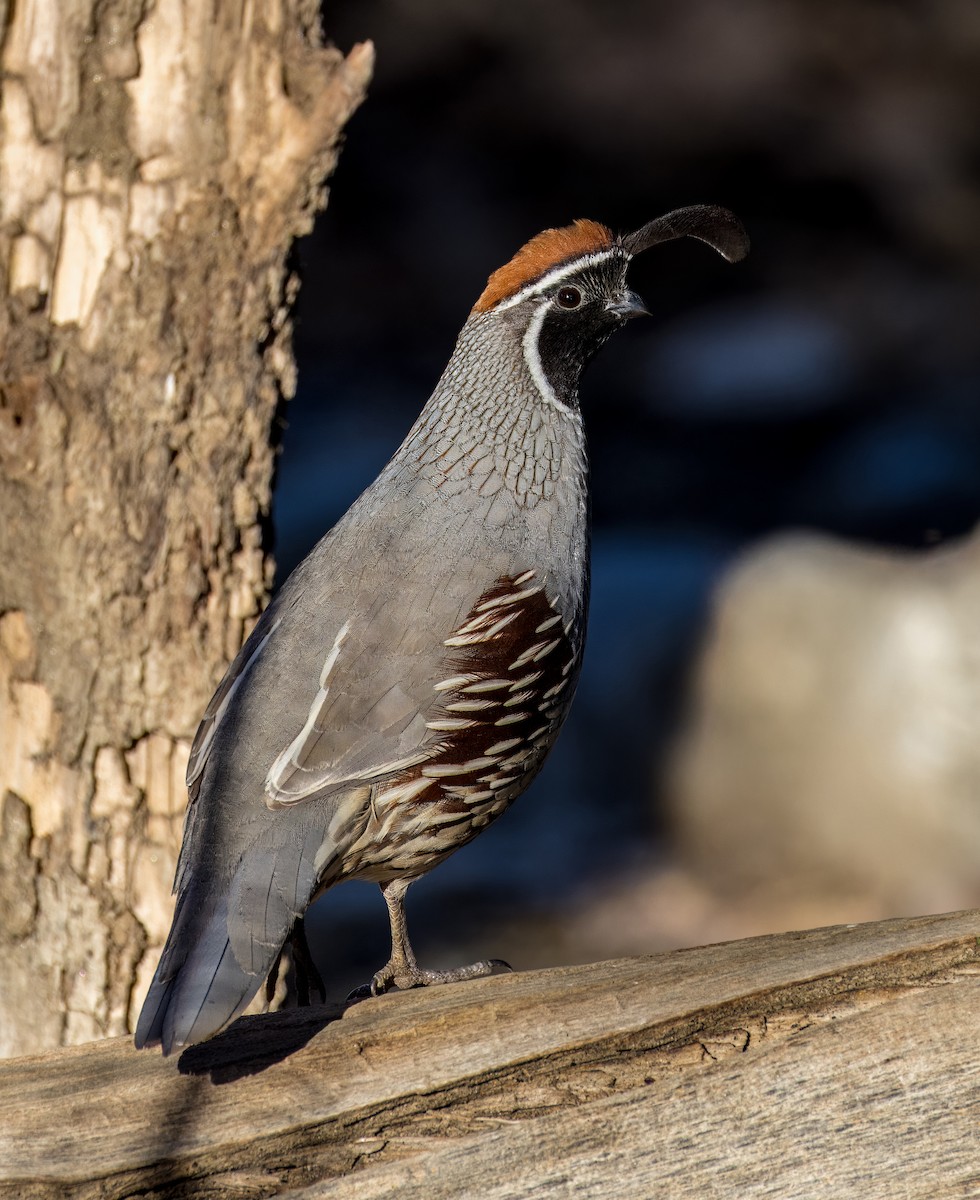 Gambel Kolini - ML646801711