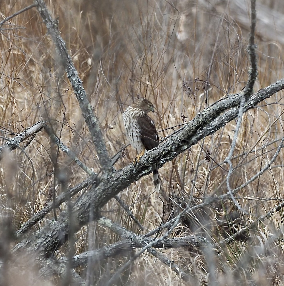 Cooper's Hawk - ML646801712