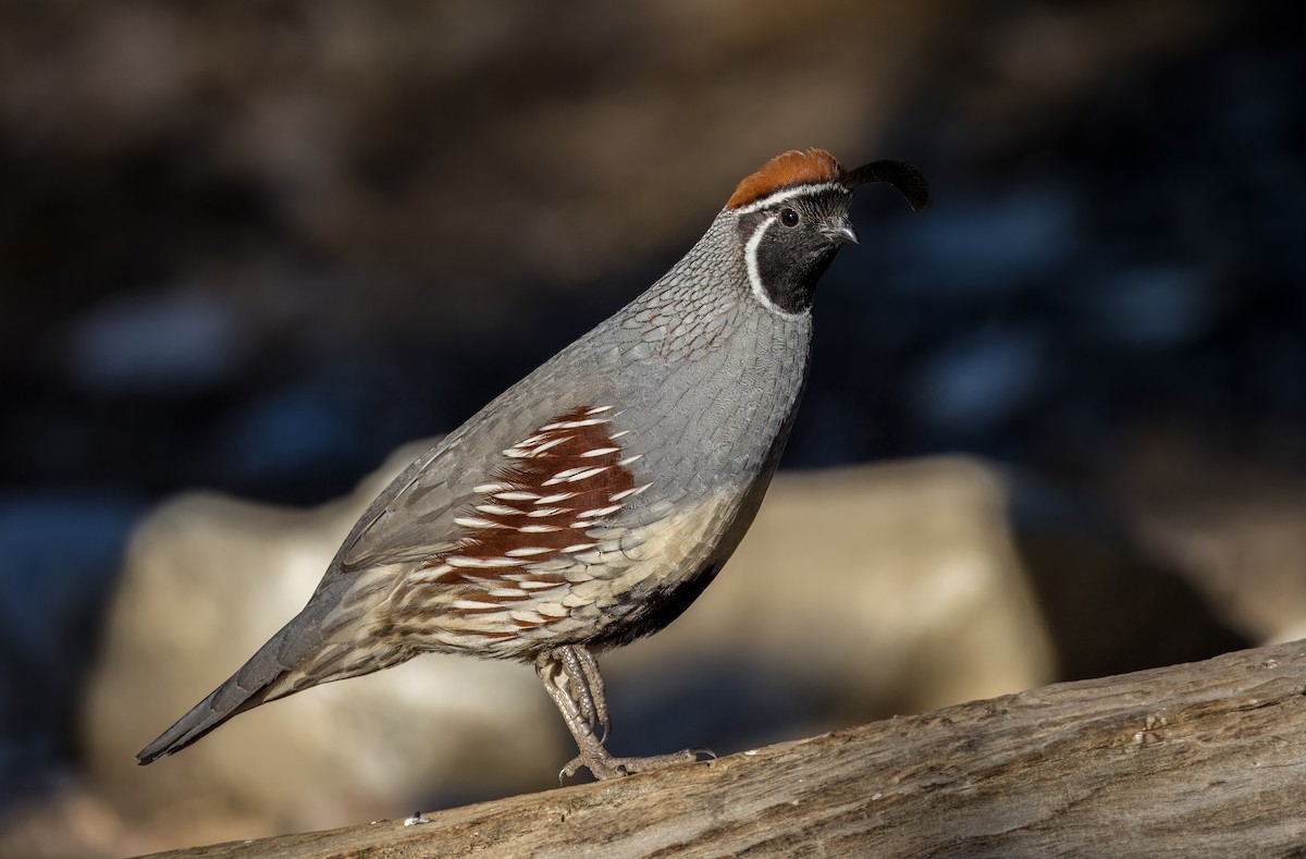 Gambel Kolini - ML646801713