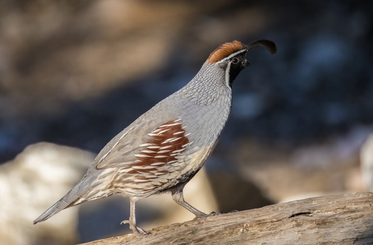 Gambel Kolini - ML646801716