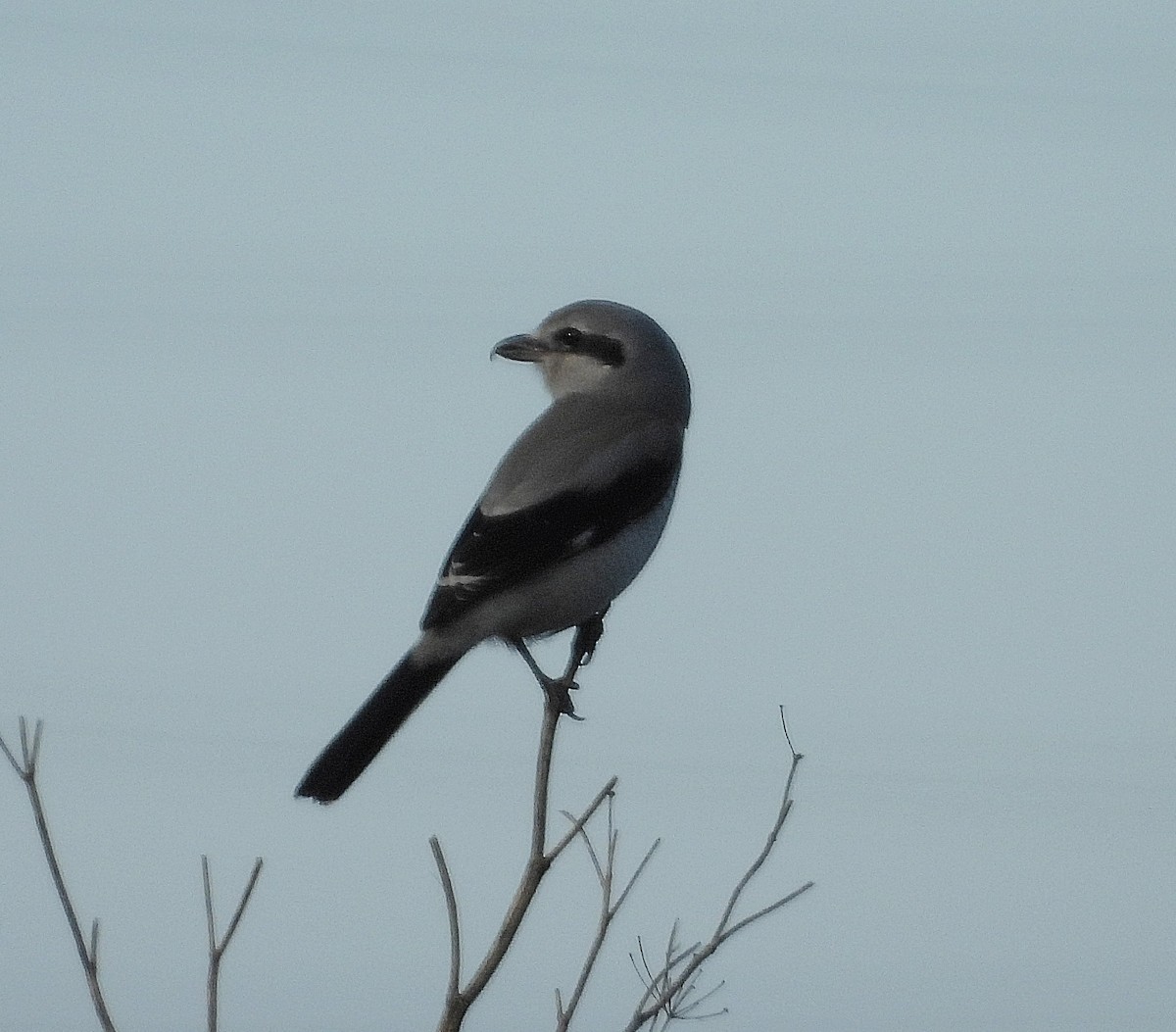 Умардын дунхай - ML646801717