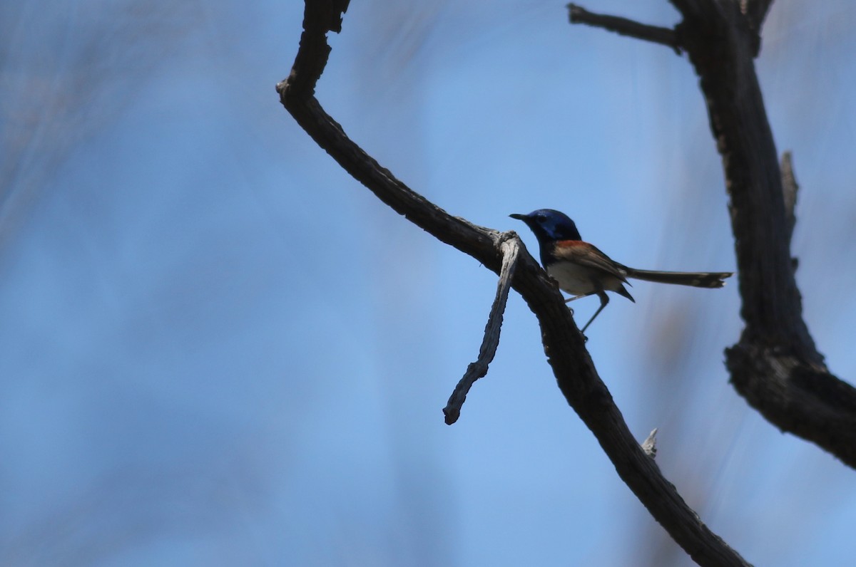 Purpurrücken-Staffelschwanz - ML646801718