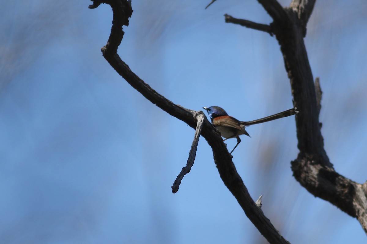 Purpurrücken-Staffelschwanz - ML646801719