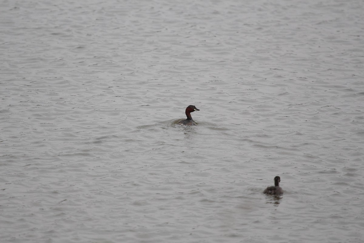 Grèbe castagneux - ML646801720