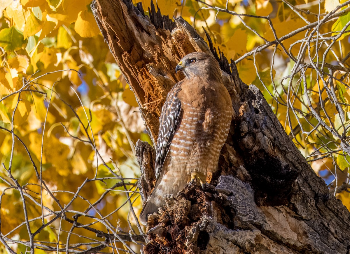 Kızıl Omuzlu Şahin - ML646801721