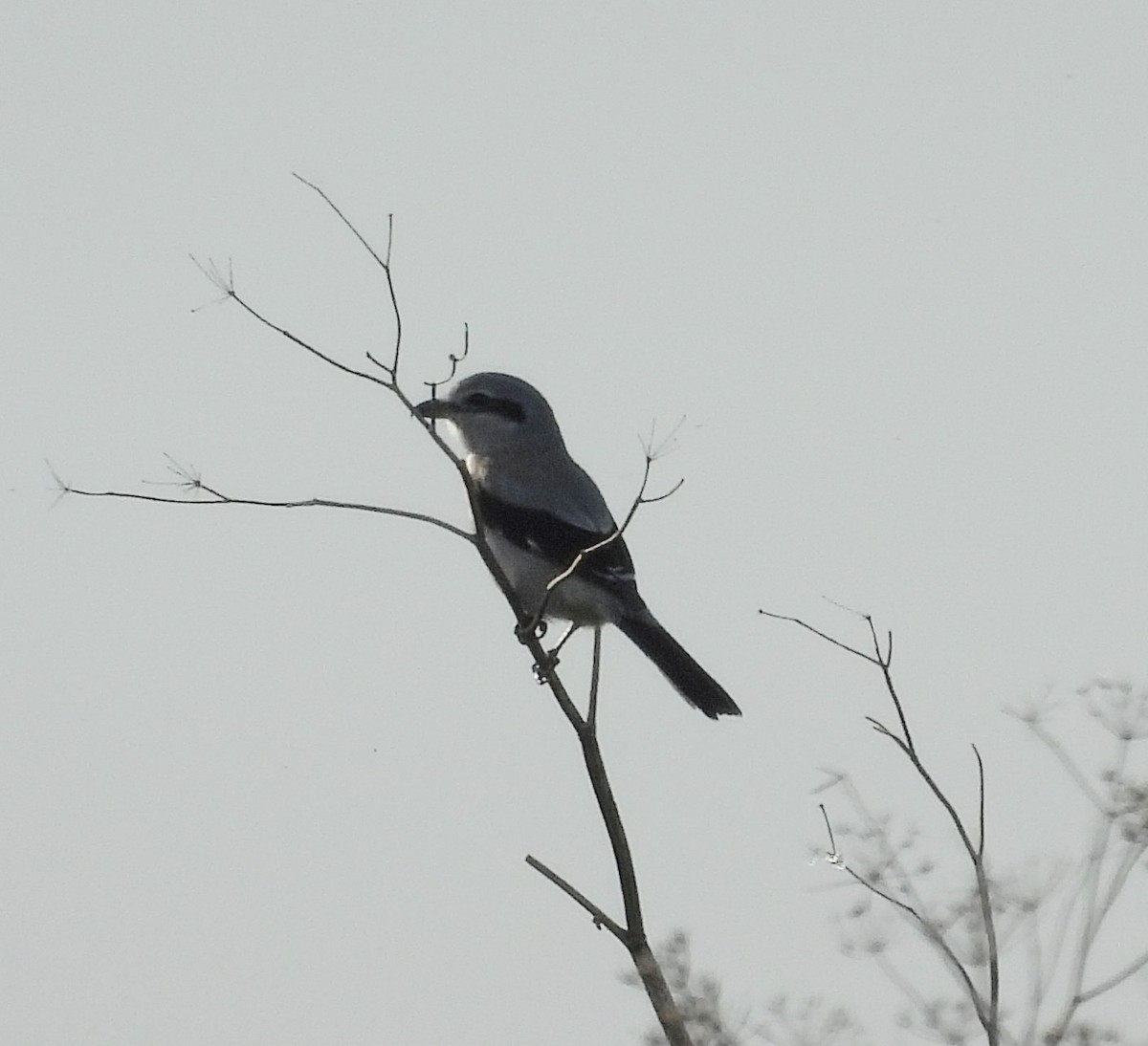 Умардын дунхай - ML646801725