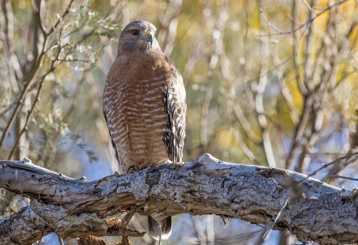 Kızıl Omuzlu Şahin - ML646801726