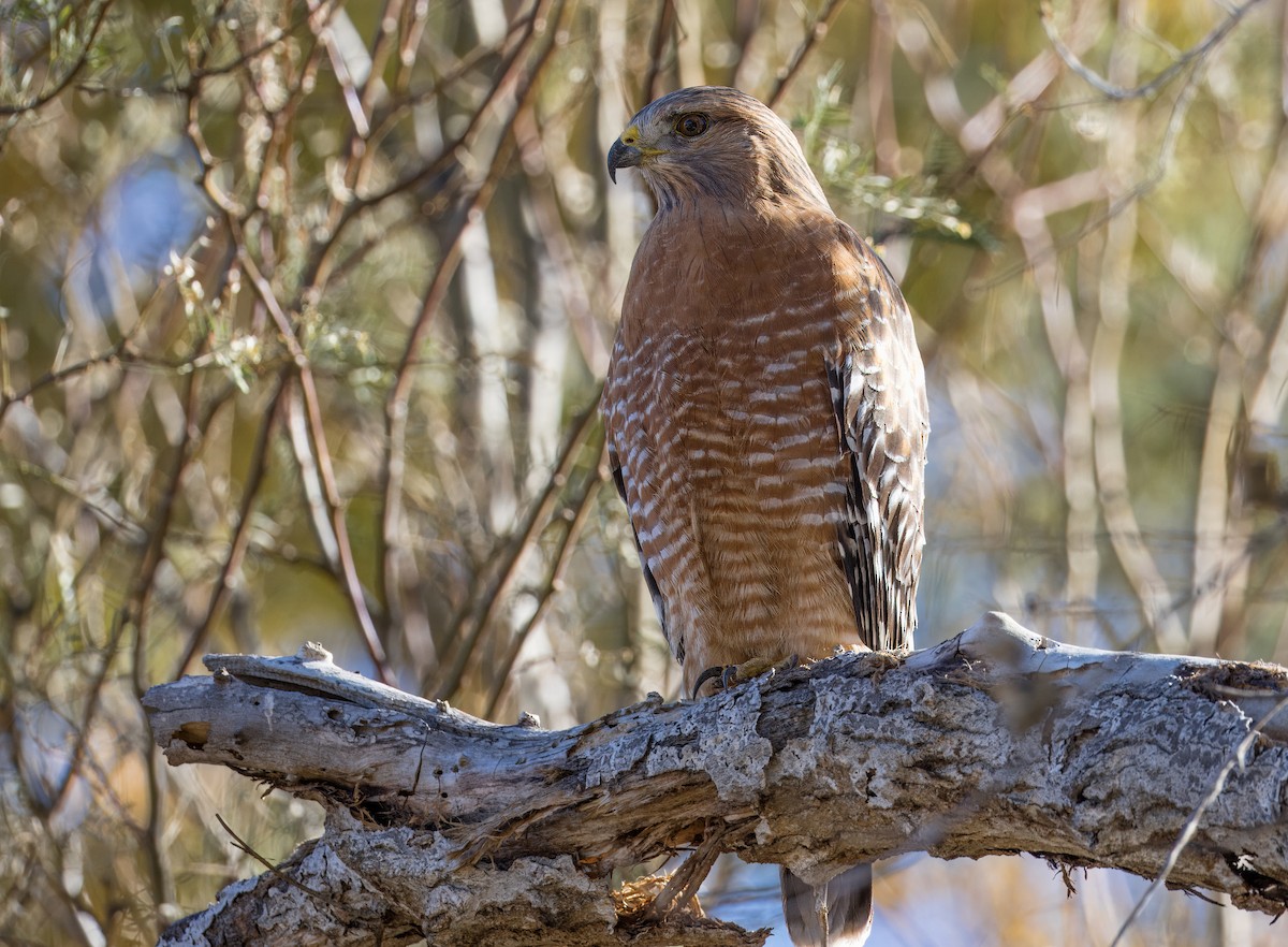 Kızıl Omuzlu Şahin - ML646801727