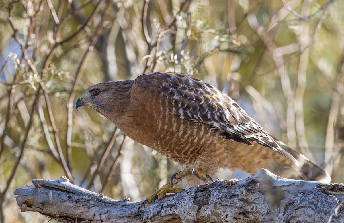 Kızıl Omuzlu Şahin - ML646801729
